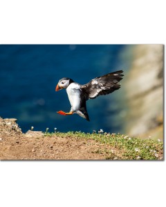 Puffin picture as it lands on a cliff with perfect precision
