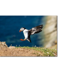 Puffin picture as it lands on a cliff with perfect precision
