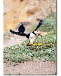 Picture of a Puffin landing with a selection of sand eels