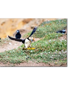 Picture of a Puffin landing with a selection of sand eels