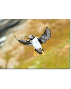 Picture of a Puffin in flight along the cliff’s edge