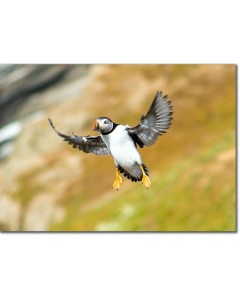 Picture of a Puffin in flight along the cliff’s edge