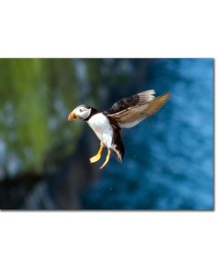 Spectacular picture of a Puffin as it soars in flight