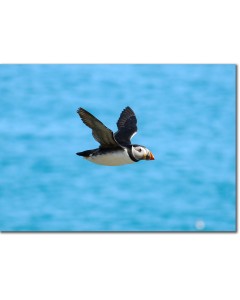 Puffin in flight over a luminescent aquamarine seascape