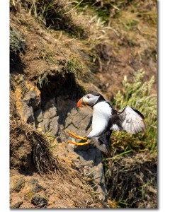 Puffin expertly returning to its nest in a cliffside borough