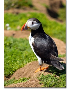 Puffin perfectly displaying its tuxedo-like appearance