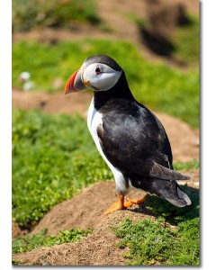 Puffin perfectly displaying its tuxedo-like appearance