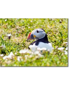 Puffin nestled amongst White Sea campion