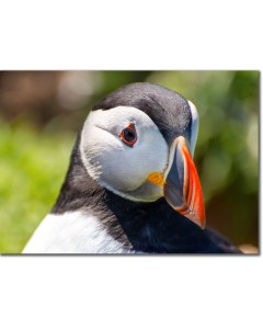 Striking picture of a puffin in an exquisitely demur pose