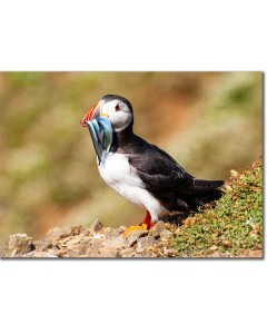 Puffin pictured with a large mouthful of sand eels