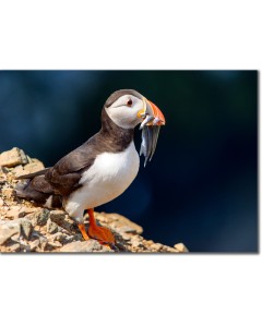 Puffin pictured posing on a cliff proudly holding sand eels
