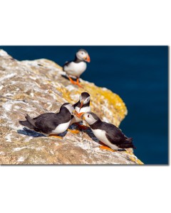 Trio of puffins greeting by billing and touching beaks