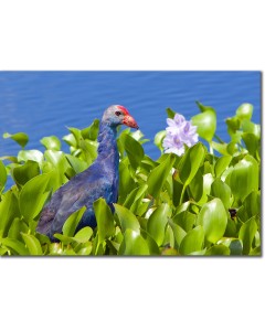 Purple Swamphen amongst Pink Waterlillies