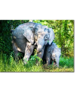 Pygmy Elephant Cow with her Calf