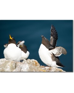 Razorbill basking in the spring sunshine