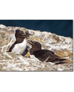 Nesting Razorbills on a coastal cliff, Skomer Island