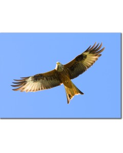 Red Kites - Red Kite on a beautiful summers day in Wales