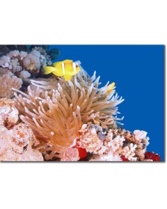 Clownfish (Red Sea Anemonefish) on a coral reef poster,Clownfish (Red Sea Anemonefish) on a coral reef framed picture,Clownfish (Red Sea Anemonefish) on a coral reef canvas,Clownfish (Red Sea Anemonefish) on a coral reef framed picture,Clownfish (Red Sea 