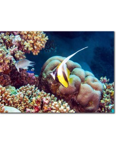 Poster - Red Sea Bannerfish at a reef cleaning station