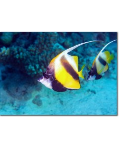 Pair of Red Sea Bannerfish in an Emerald Sea poster