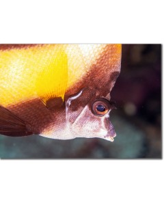 Eye of a Bannerfish