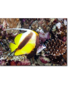 Red Sea Pennant Coralfish shining out against the reef