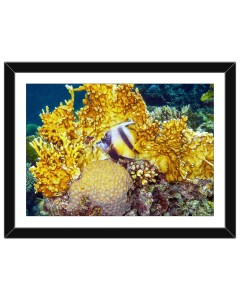 Bannerfish in a castle of corals