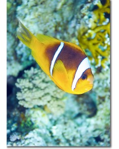 Red Sea Clownfish swimming along the reef drop-off