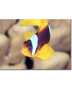 Clownfish Close-up - Red Sea Anemonefish