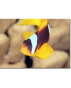 Clownfish Close-up - Red Sea Anemonefish