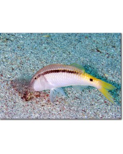 Red Sea Goatfish foraging for food in coral sands