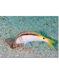 Red Sea Goatfish foraging for food in coral sands