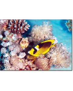 Red Sea Racoon Butterflyfish nestled within Xeniidae