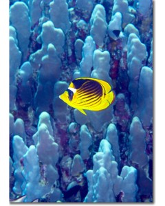 Diagonal Butterflyfish over a sea of coral columns