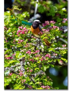 Redstart amongst the pink flowers of a Hawthorne