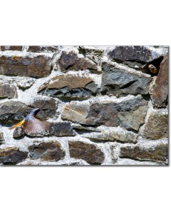 Redstart flying to its nest in an old stone barn