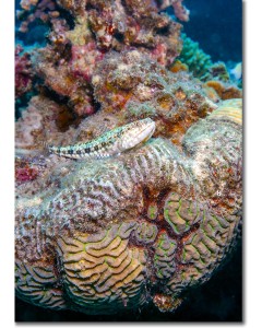 Variegated Lizardfish situated on a beautifully architectural coral outcrop
