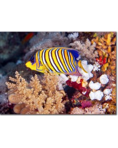 Regal Angelfish peeping out from the corals poster