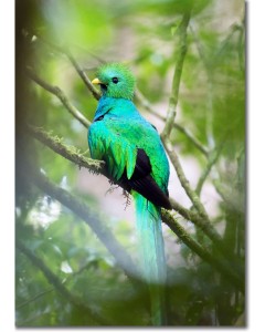 Iridescent Resplendent Quetzal
