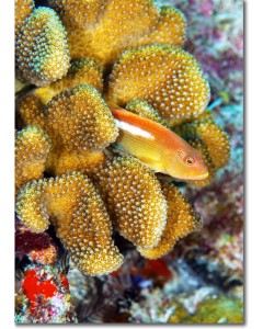 Ringeye Hawkfish hiding in Acropora coral