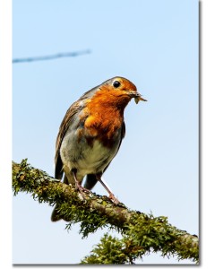 Robin feeding on a moth