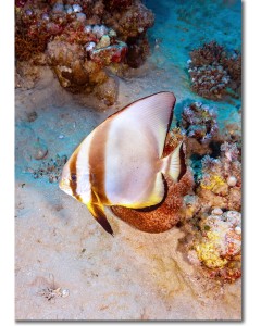 Roundface Batfish swimming over a corals