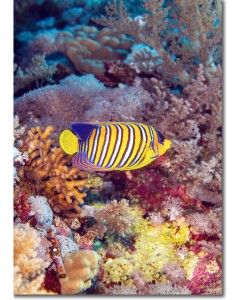 Royal Angelfish deep in the Red Sea poster