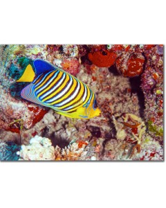 Royal Angelfish flitting among sea corals poster