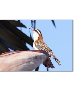 Rufous-backed wren singing on a banana palm