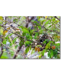 Rufous-backed wren nest building on an Acacia