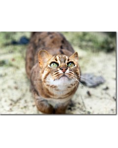 Adoring eyes - Rusty-spotted cat