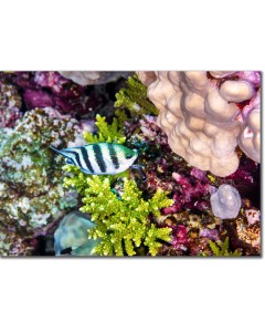 Scissortail Sergeant being cleaned by a wrasse