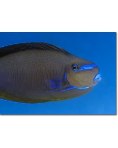 Scribbled Unicornfish, colours echoing the azure blue sea