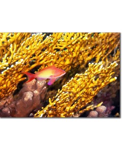 Sea Goldie hiding within a fire coral